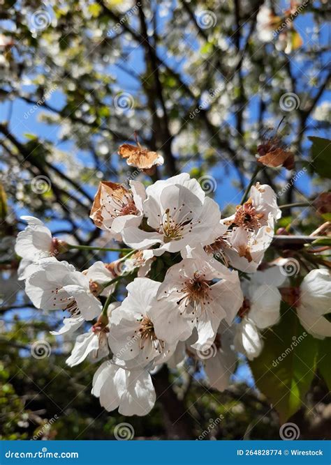 Una Buena Toma De La Flor Primaveral Foto De Archivo Imagen De