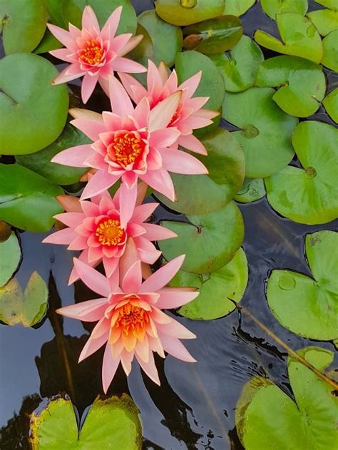 Water Lily Vs Lotus Flower All The Differences Balcony Garden Web