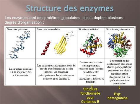 Introduction Lenzymologie Introduction Proprits Des Enzymes Structure Des