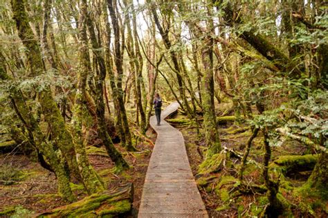 Best Walks And Things To Do At Cradle Mountain In Tasmania