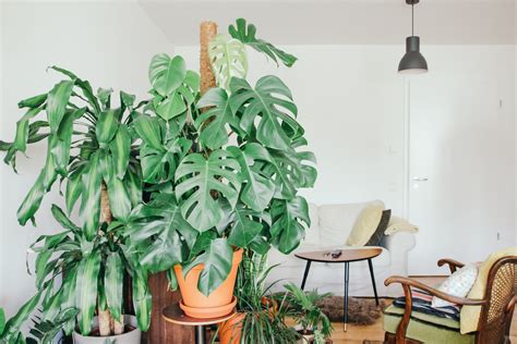 Guia Das Melhores Plantas Para Ter Em Casa Segundo O Feng Shui Casa