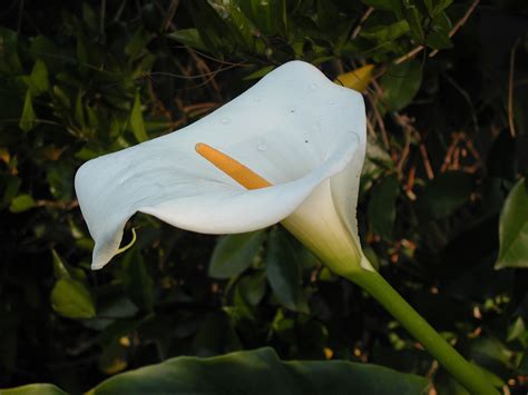 Zantedeschia Aethiopica