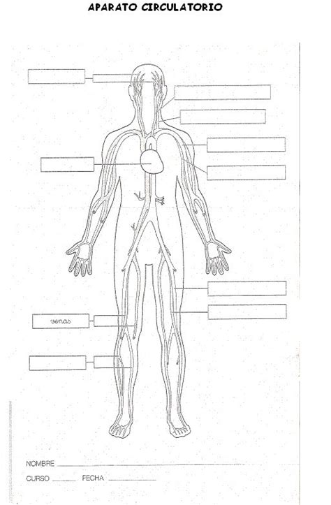 Aparato Circulatorio Para Colorear