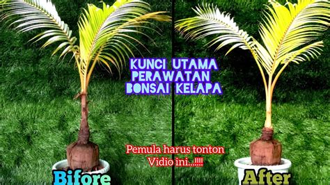 SALAH SATU KUNCI UTAMA DALAM PEMBUATAN BONSAI KELAPA YouTube