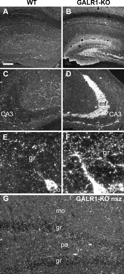 Neuropeptide Y Immunoreactivity Npy Ir In The Dorsal Hippocampal