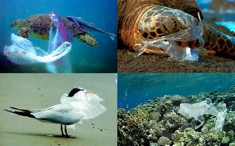 Lesley Mero: The Effect Plastic Bags Have on the Death of Wildlife