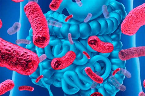 Microbiota intestinal a relação a sua saúde Revista Mais Saúde