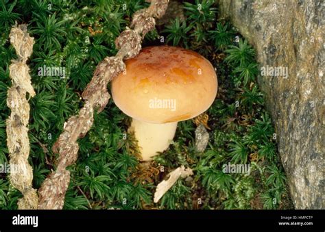 Weeping Milk Cap Or Voluminous Latex Milky Lactarius Volemus