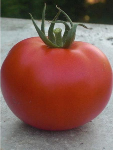 Tomate Hyb F Montfavet Solanum Lycopersicum Le Jardin Du Pic Vert