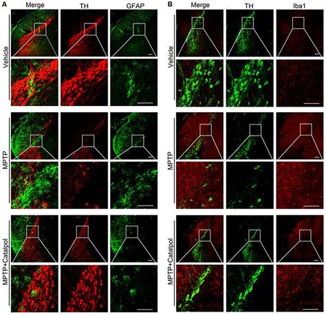 Frontiers Catalpol Exerts A Neuroprotective Effect In The Mptp Mouse