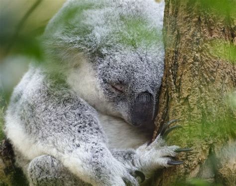 Sleeping Koala Bear Stock Image Image Of Tree Sleep 67735879