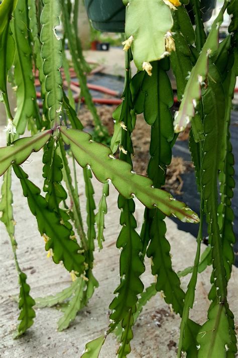 Yellow Christmas Cactus - Fotomuslik