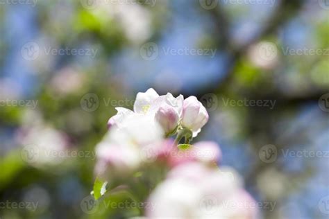 Spring apple tree 9673439 Stock Photo at Vecteezy