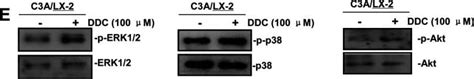 Anti Phospho Akt S473 Pan Specific Antibody Af887 Randd Systems