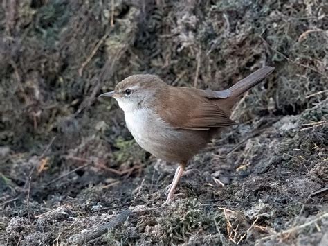 Cettis Warbler Bird Facts Cettia Cetti Birdfact