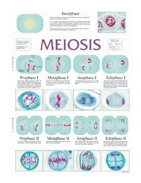 Mitosis Meiosis