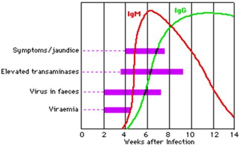 Hepatitis Serology Flashcards Quizlet