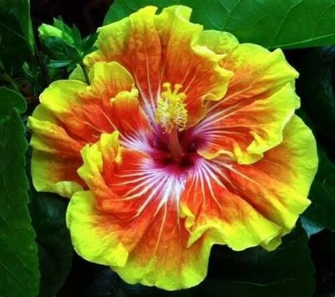 Tahitian Sunset Splendor Hibiscus Plant Rooted Tropical Etsy In 2020