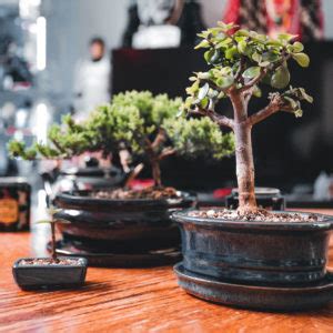 Comprar Portulacaria Afra Rbol De La Abundancia