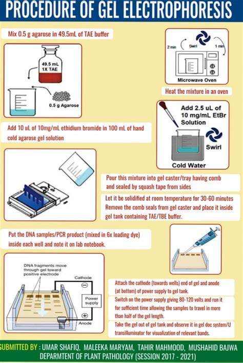 Gel Procedure Of Gel Electrophoresis For Separation Dnarna