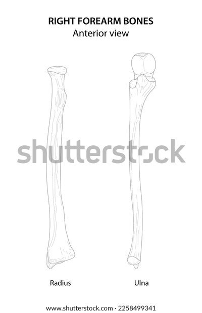 Right Forearm Bones Radius Ulna Anterior Stock Vector Royalty Free