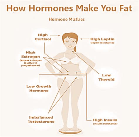 Weight Gain Hormonal Imbalances. Weight Gain Due to Hormonal Imbalances ...