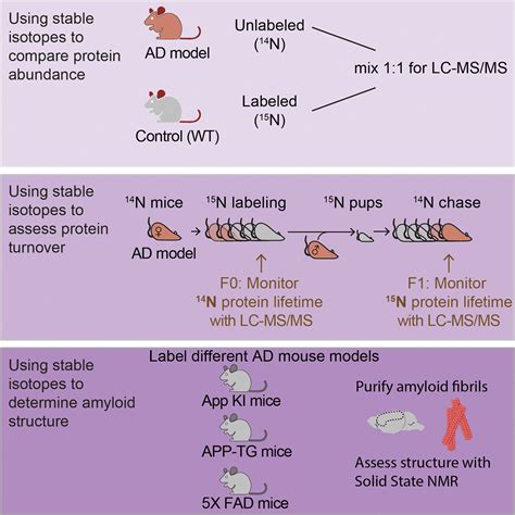 Using Stable Isotope Labeling To Advance Our Understanding Of Alzheimer