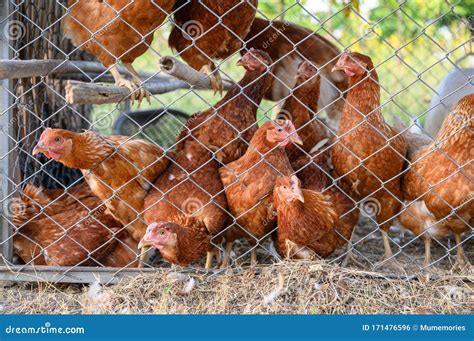 Flock Of Hens Husbandry In Chicken Coop Stock Photo Image Of Chicken