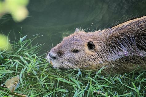 premium photo nutria rat   wild