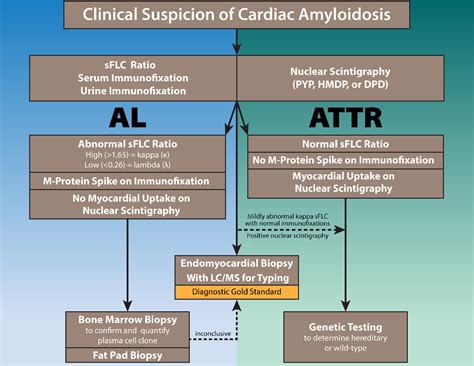 Primer On The Differential Diagnosis And Workup For Transthyretin