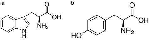 A Molecular Structure Of Tryptophan Tr And B Tyrosine Ty The Download Scientific Diagram