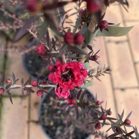 Leptospermum Crimson Glory Manuka L Lushingtons