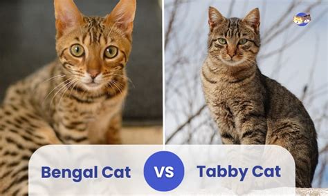 Bengal Cat Breed: Facts, Temperament Care Info BeChewy, 55% OFF