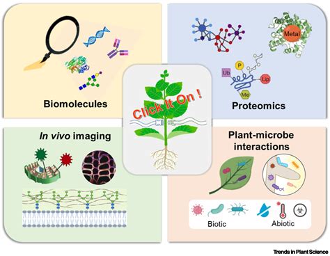 Applications And Opportunities Of Click Chemistry In Plant Science