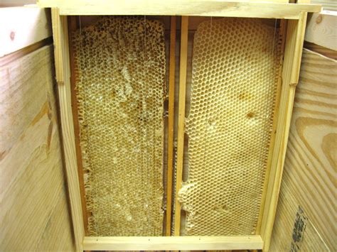 Langstroth To Layens Hive Conversion Free Plans Natural Beekeeping