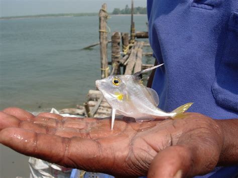 Kochi Catch Of The Day Helicopter Fish Amontillada Flickr