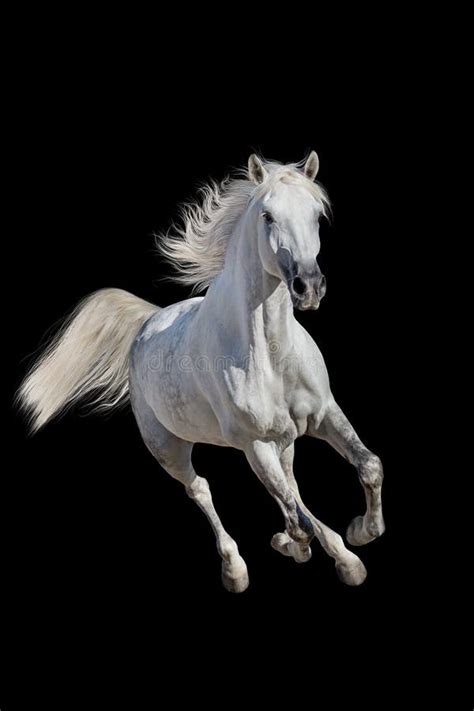 Caballo Aislado En Blanco Foto De Archivo Imagen De Animal 73700112