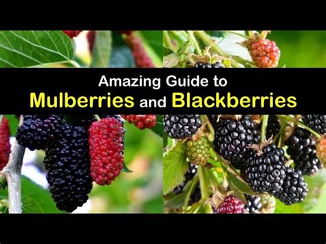 Blackberry Vs Mulberry