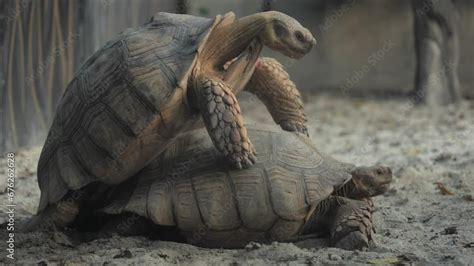 Male Giant Tortoises Walk To Mate With Female Turtles Galapagos Giant Tortoises Breeding In A