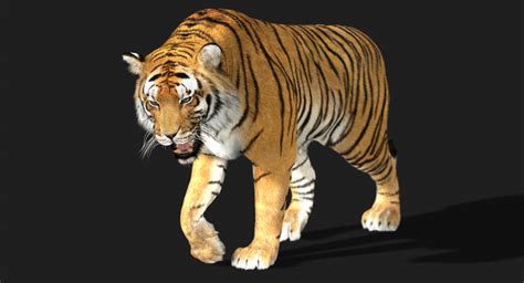 Tiger 3D Animation