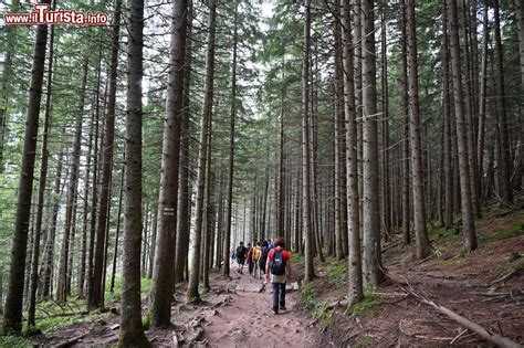 Passeggiata Tra I Boschi Sui Monti Tatra Nella Foto Polonia