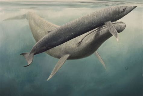 Blue Whale Calf