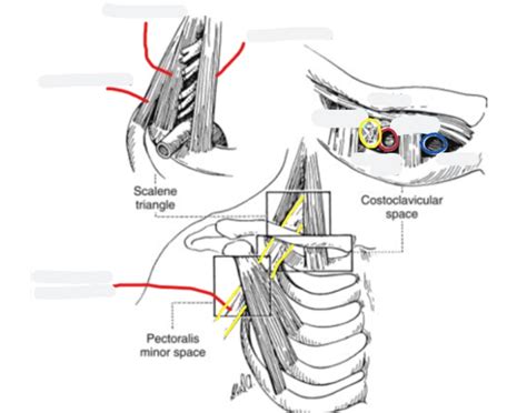 ANAT1452 Thoracic Inlet Quiz