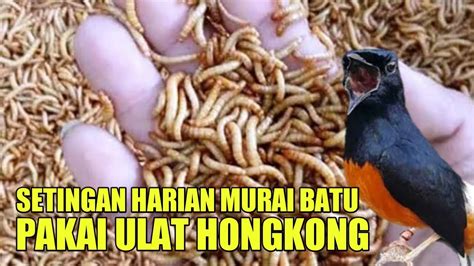 Manfaat Ulat Hongkong Bagi Murai Batu Youtube