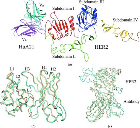 Iucr Structural Insight Into A Matured Humanized Monoclonal Antibody