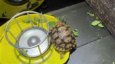 悠悠水族～飼養陸龜～陸龜的家～陸龜缸～基礎配置與養殖方式分享～ Youtube