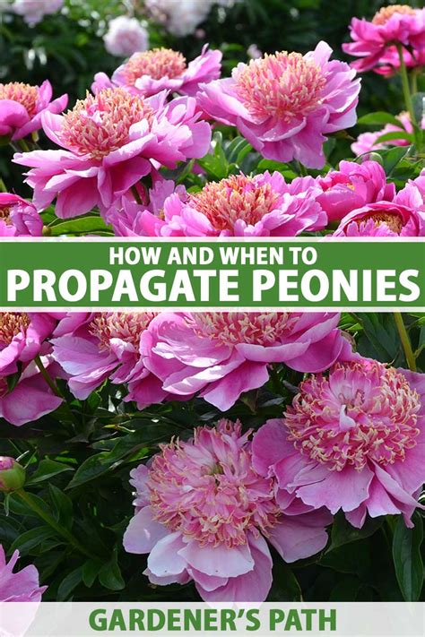 How To Propagate Peonies From Seed And By Division Gardeners Path