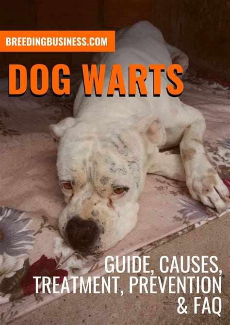 Dog Warts – Guide, Causes, Treatments, Prevention & FAQ