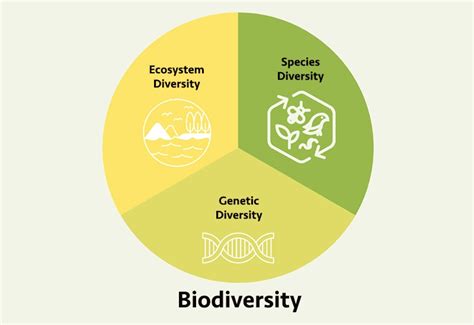 Biodiversity What Is Biological Diversity CareElite