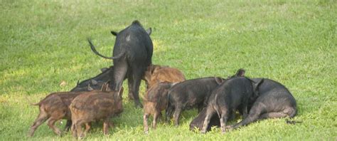 Research project assesses wild pig damage, removal methods | Warnell School of Forestry and ...